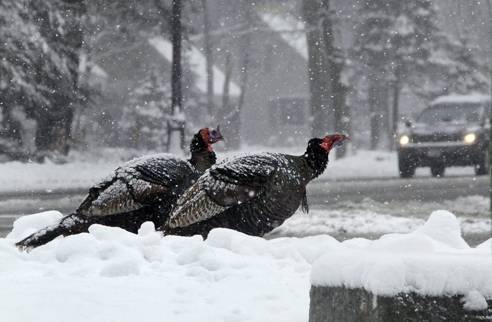 Two wild turkeys near an intersection during a 2012 snowstorm in North Andover, Mass. (Elise Amendola/AP)