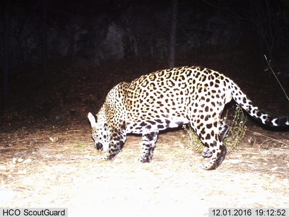 This Dec. 1, 2016 video image provided by Fort Huachuca shows a photo of a wild jaguar in southern Arizona. Authorities say a camera belonging to Fort Huachuca Army installation has captured what is likely the second wild jaguar to be spotted in the U.S. in recent years. (Fort Huachuca via AP)