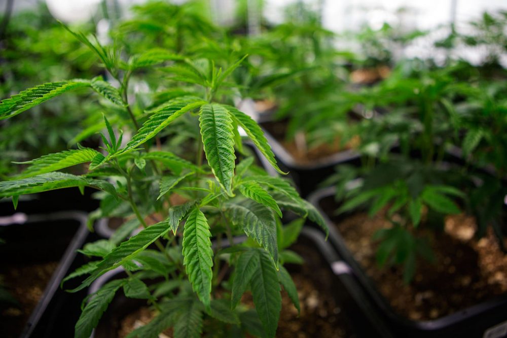 Massachusetts's recreational marijuana law is scheduled to take effect on 12/15. It'll be legal to use it and grow pot plants at home — but retail licenses for selling won't be available. (Jesse Costa/WBUR)
