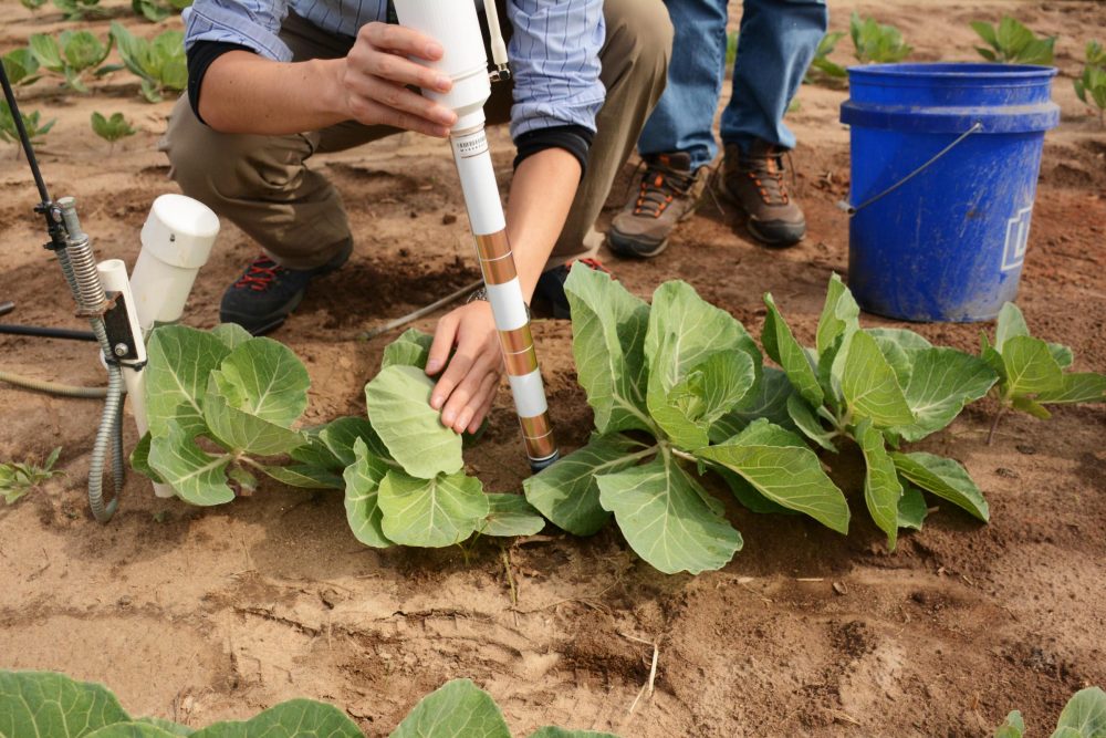 Researchers install a networked soil moisture sensor at the University of Georgia's Stripling Irrigation Research Park in Camilla, Ga. (Sam Whitehead/GPB)