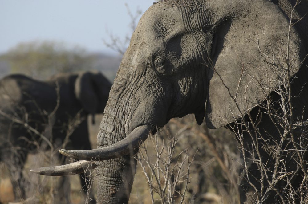 In this file photo taken Friday, Sept. 30, 2016, an elephant walks through the bush at the Southern African Wildlife College on the edge of Kruger National Park in South Africa. The Chinese government said in a statement released on Friday Dec. 30, 2016, it will shut down its official ivory trade at the end of 2017 in a move designed to curb the mass slaughter of African elephants.(Denis Farrell/AP)