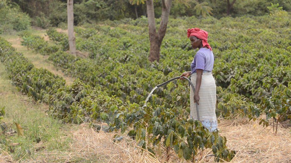 Rainfall critical for flowering and fruiting of coffee trees is becoming less reliable in countries like Tanzania. Farmers lucky or wealthy enough to have access rivers counter dry spells with irrigation. (Courtesy Daniel Grossman)