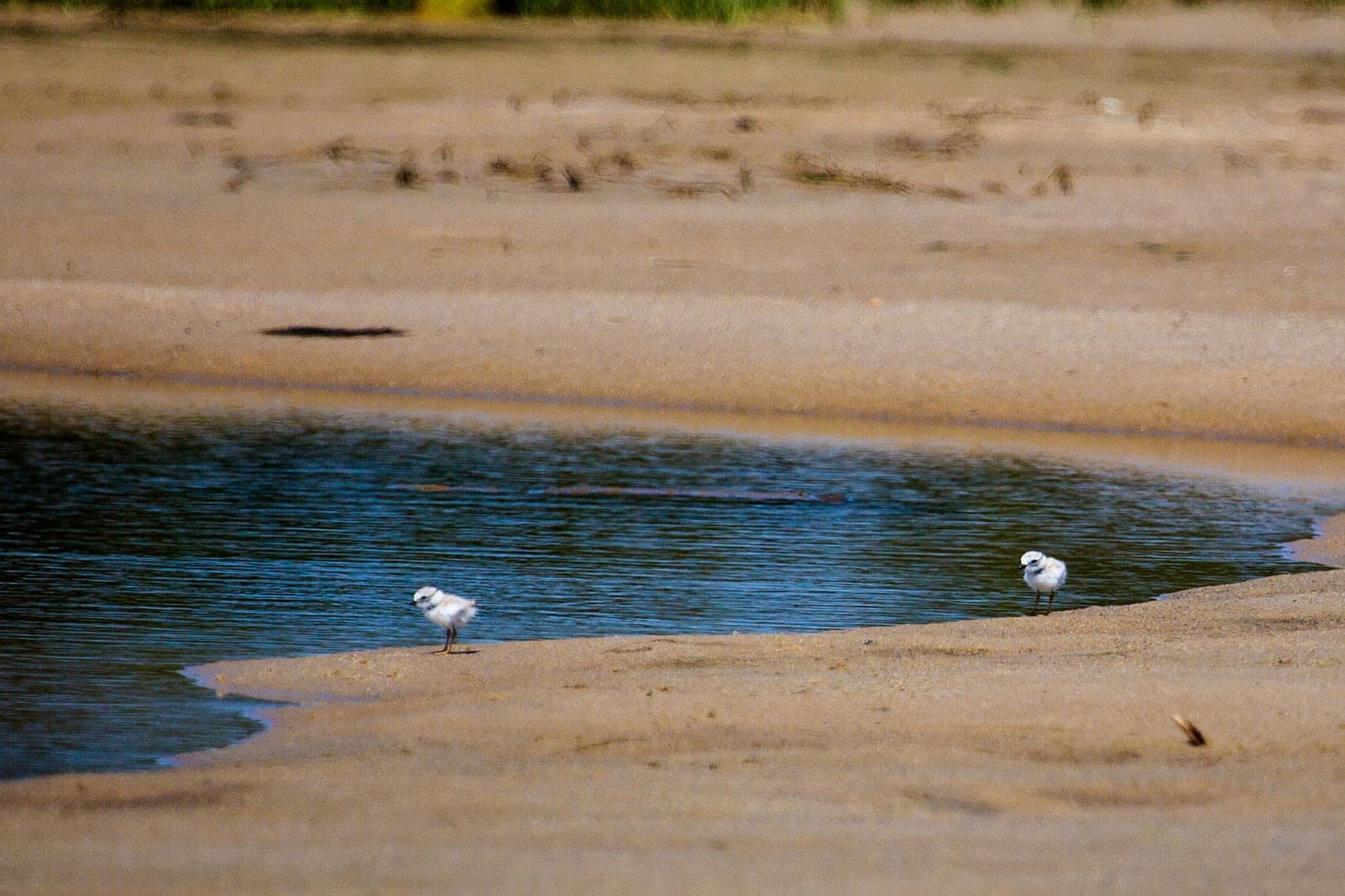 Two plover chicks look for food along the water's edge in the area of Nauset Beach. (Jesse Costa/WBUR)
