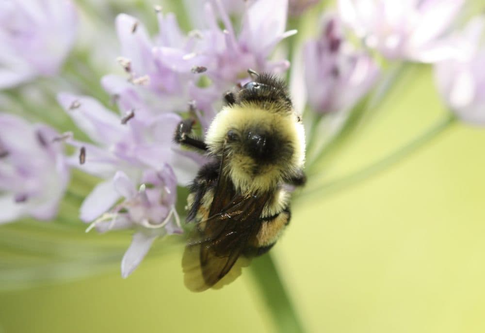 This 2012 photo provided by The Xerces Society shows a rusty patched bumblebee in Minnesota. (Sarina Jepsen/The Xerces Society via AP)
