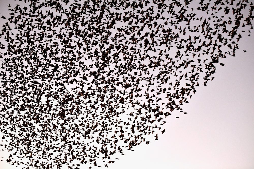 Starlings put on a display as they gather in murmurations in November 2016 in Gretna, Scotland. (Jeff J. Mitchell/Getty Images)