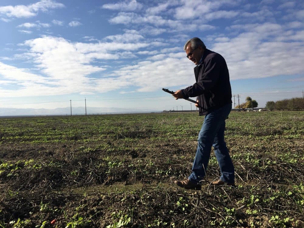 Jesse Sanhez uses cover crops among other techniques to keep the soil on his farm healthy. (Ezra David Romero/Valley Public Radio)