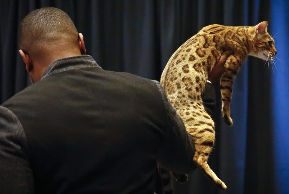 Cat breeder Anthony Hutcherson shows off a bengal cat during a press conference, Monday Jan. 30, 2017, in New York. The bengal cat will be featured at the 141st Westminster Kennel Club Dog Show in a non-competitive &quot;meet the breeds&quot; exhibition, where cats will be shown for the first time.(Bebeto Matthews/AP)