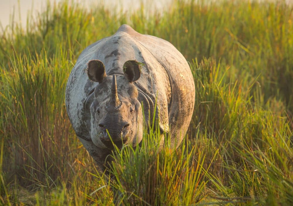 A one-horned Asian rhino emerges from the tall grass of Kaziranga National Park, northeast India. (Courtesy Chadden Hunter/BBC America)