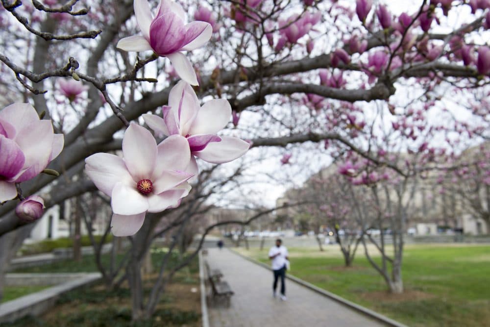 Tulip Magnolia trees bloom in Washington, Tuesday, Feb. 28, 2017. Crocuses, cherry trees and magnolia trees are blooming several weeks early because of an unusually warm February. (Cliff Owen/AP)