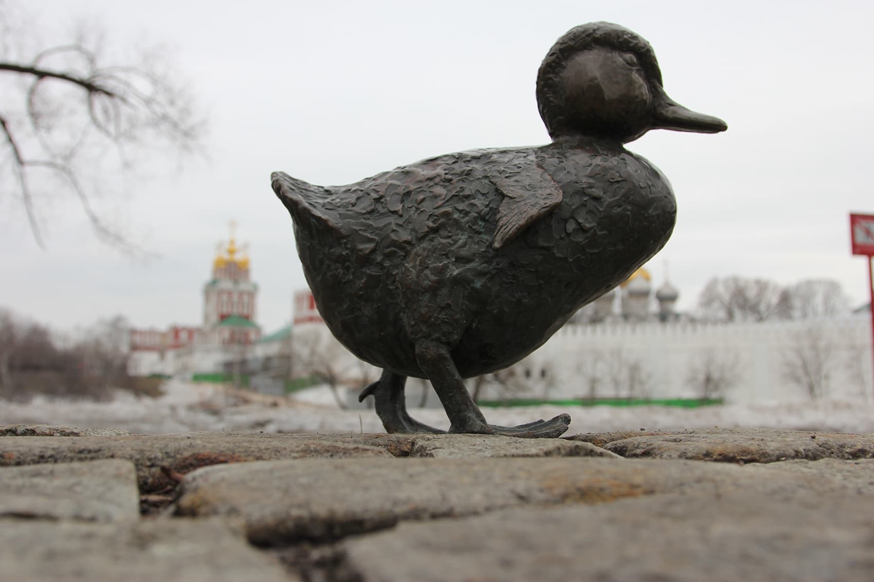 Jack, Kack, Lack, Mack, Nack, Ouack, Pack and Quack have siblings that live in a Moscow park. (Courtesy Dmitry Avdoshin)
