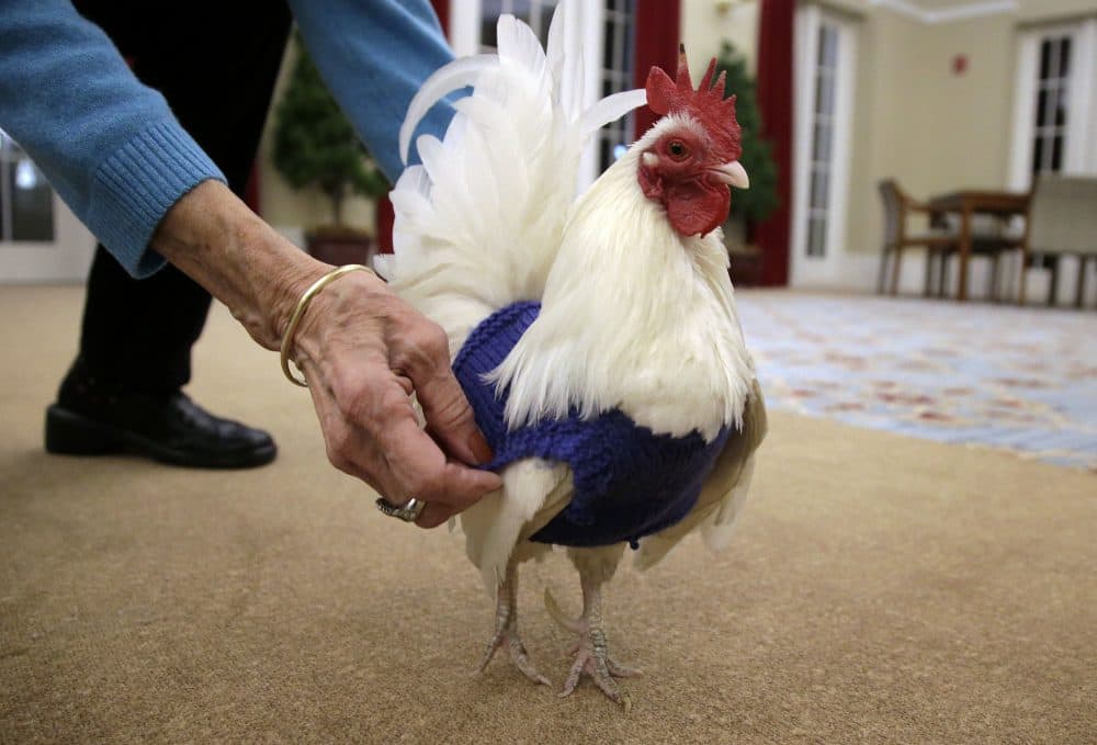 Barbara Widmayer adjusts a sweater for &quot;Prince Peep,&quot; a rooster native to Malaysia, at Fuller Village retirement home in Milton. The sweater was one of many knitted by group of women in the retirement home for chickens at the neighboring Mary M.B. Wakefield Charitable Trust. (Steven Senne/AP)