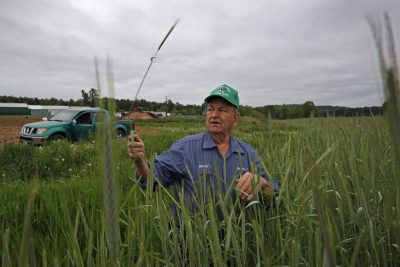 Ralph Caldwell checks on his winter rye crop at his farm in Turner, Maine. (Robert F. Bukaty/AP)