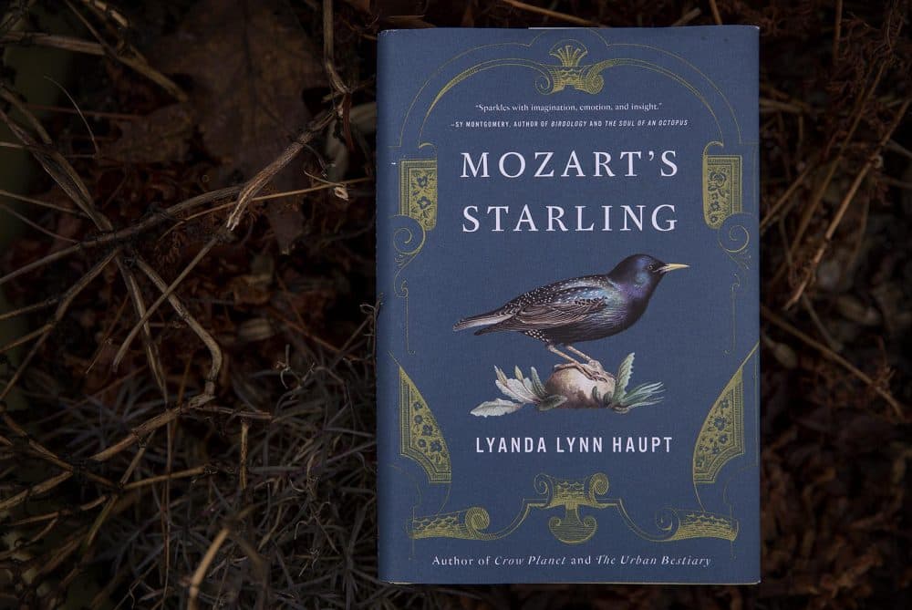 &quot;Mozart's Starling,&quot; by Lyanda Lynn Haupt. (Robin Lubbock/WBUR)