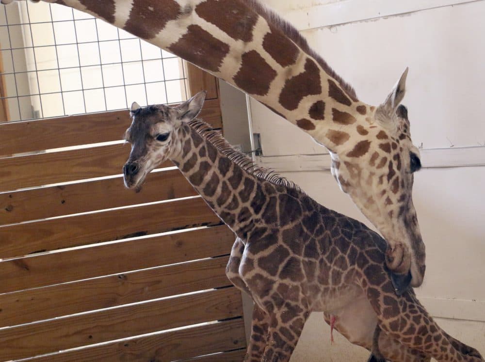 In this photo provided by Animal Adventure Park in Binghamton, N.Y., a giraffe named April licks her new calf on Saturday, April 15, 2017. Her birth was broadcast to an online audience with more than a million viewers. (Animal Adventure Park via AP)