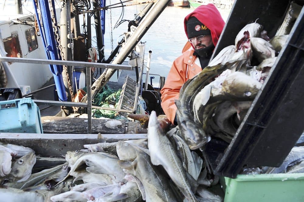 Dockworker Dominic Giovinco, of Gloucester, unloads cod from the fishing boat Lady Jane, in the background, at the Jodrey State Fish Pier in Gloucester on Jan. 16, 2009. (Lisa Poole/AP)