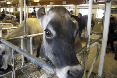 A milk cow stands in her stall at the Billings Farm & Museum in Woodstock, VT. (Lisa Rathke/AP)