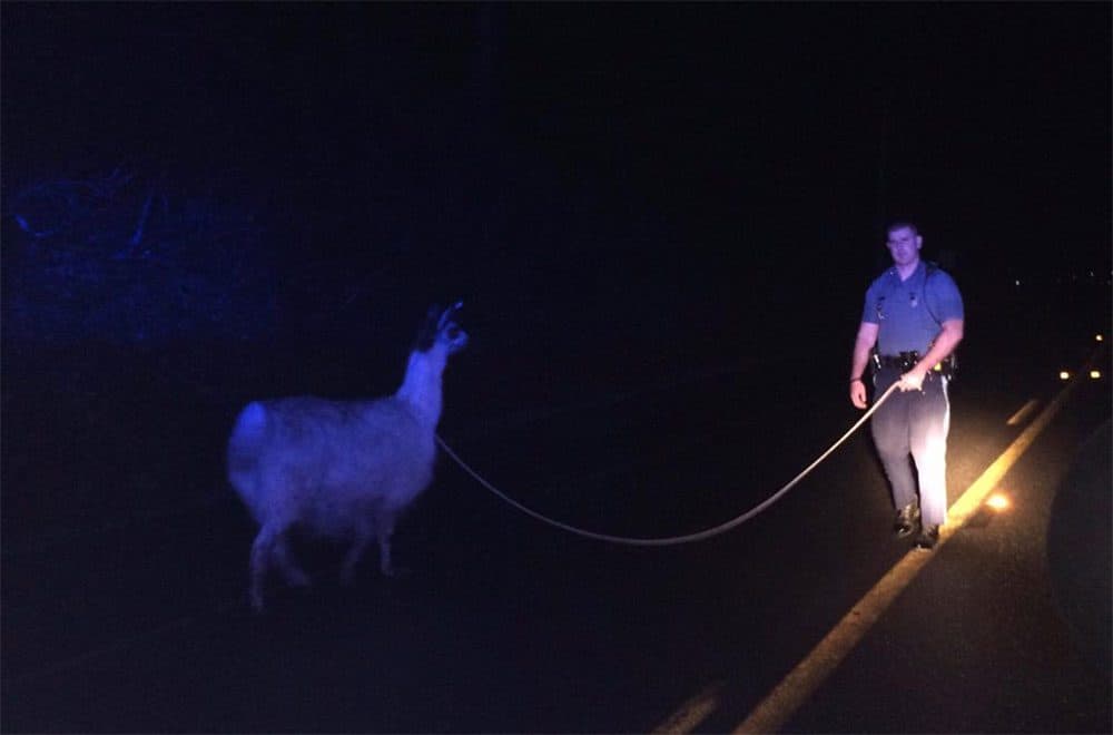 Trooper Kyle Minnicucci walks the lassoed llama. (Courtesy of Massachusetts State Police)