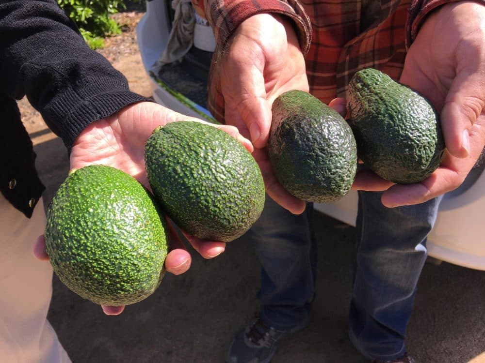 The avocados on the right are the variety Hass and the variety on the left is GEM. (Ezra David Romero/Valley Public Radio)