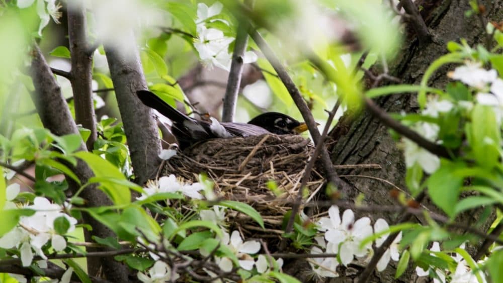 An American robin sits on her eggs in her nest. She has to be vigilant or a cowbird may try to put a parasitic egg in her nest. (Paige Pfleger/WHYY)