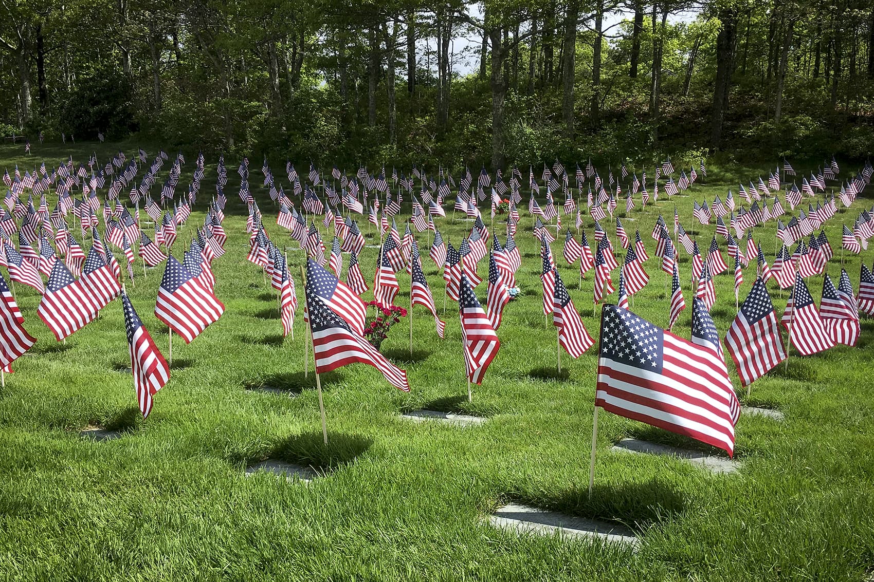 American flags placed at Massachusetts National Cemetery. (Alex Ashlock/Here & Now)