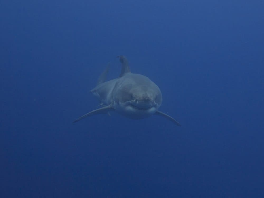 Great white shark. (Elias Levy/Flickr)