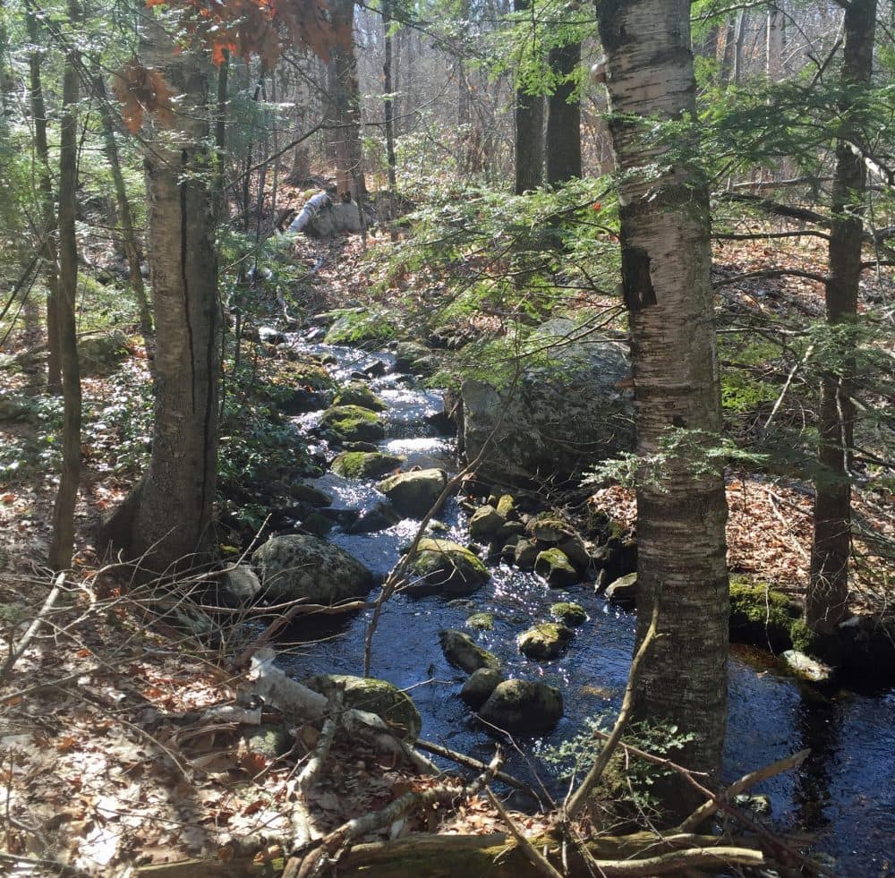 A section of the forest reserve from Falulah Brook in Fitchburg. (Courtesy Ralph Baker)