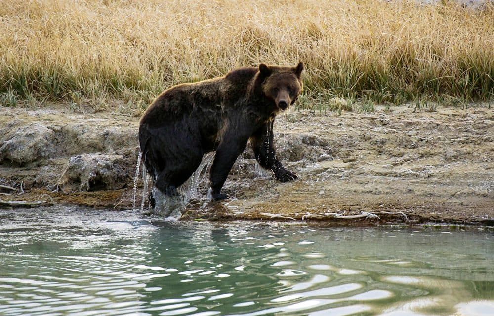 A Grizzly bear in Yellowstone National Park in Wyoming. (Karen Bleier/AFP/Getty Images)
