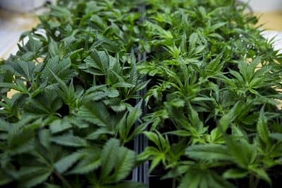 Marijuana seedlings in trays at the NETA cultivation center in Franklin. (Jesse Costa/WBUR)