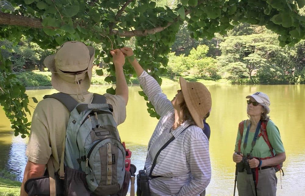 Volunteers and ecologist Brooks Matthewson, left, examine a tree as they track the effects of climate change at Mount Auburn Cemetery. (Courtesy Jeanne Mooney)