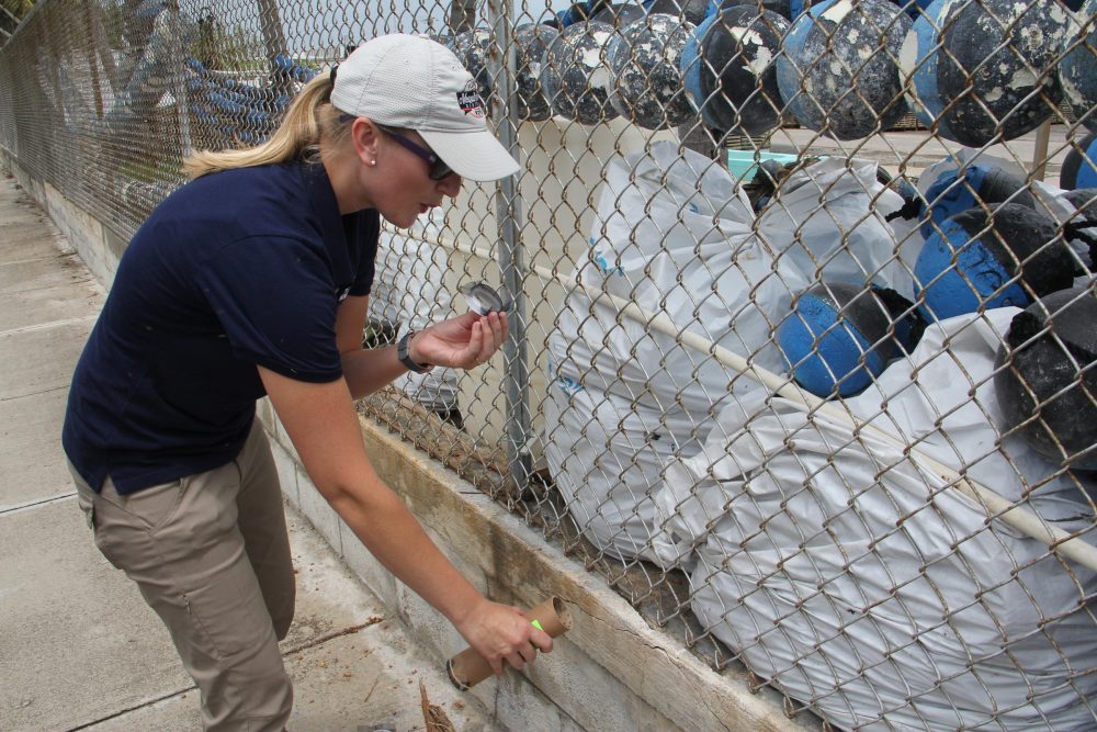 Catherine Pruszynski, a research entomologist with the Florida Keys Mosquito Control District, releases male mosquitoes infected with Wolbachia bacteria Tuesday on Stock Island. (Nancy Klingener/WLRN)