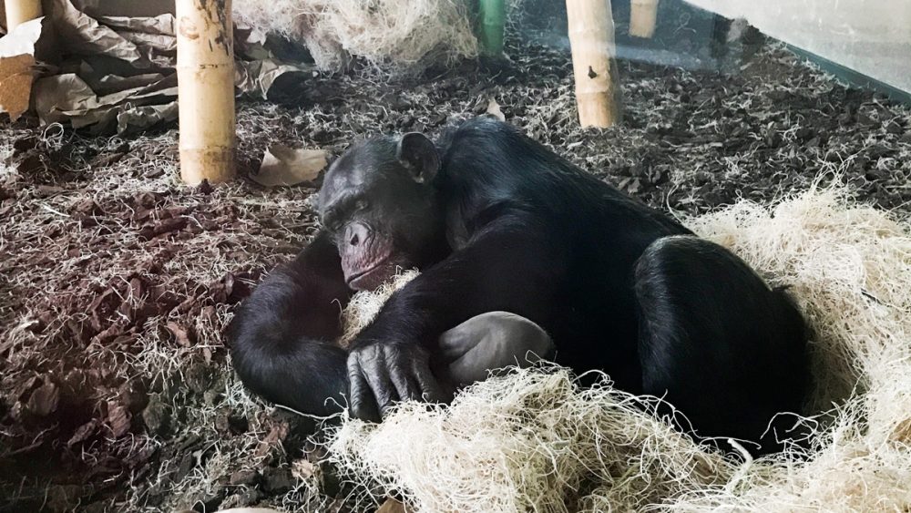 A sleeping chimp at the Lincoln Park Zoo in Chicago. (Photo courtesy of Lydia Hopper, Assistant Director, Lester E. Fisher Center for the Study and Conservation of Apes)
