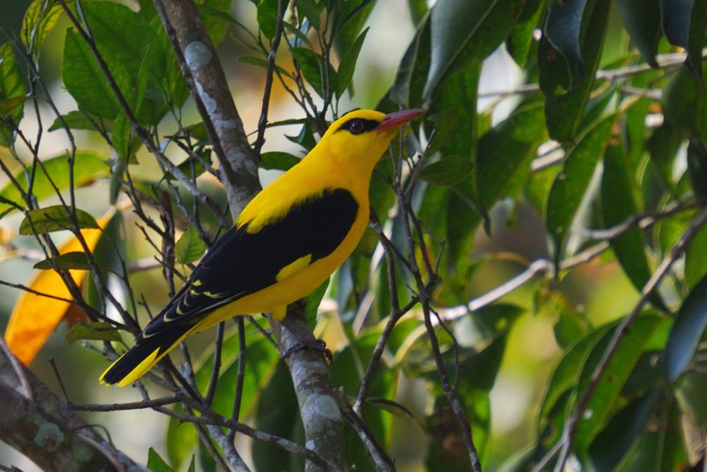 Many composers have made music out of birdsong over the centuries. Pictured: A Eurasian golden oriole. (Srihari Kulkarni/Flickr)