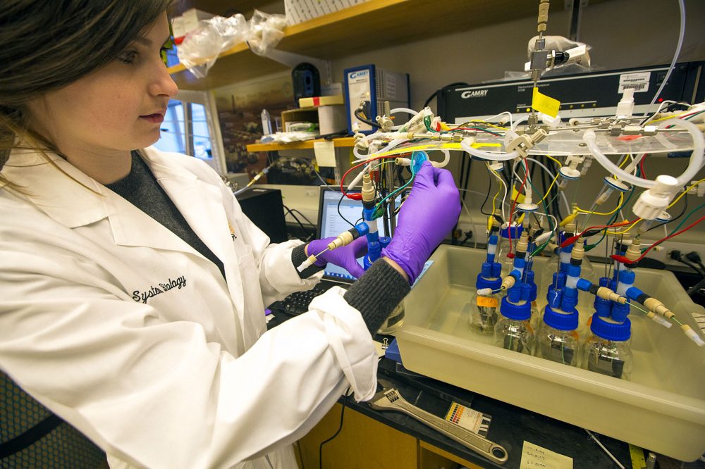 Shannon Nangle and her colleagues at the Silver Lab at Harvard Medical School are working on a project that could one day help reduce a cause of global warming. (Jesse Costa/WBUR)