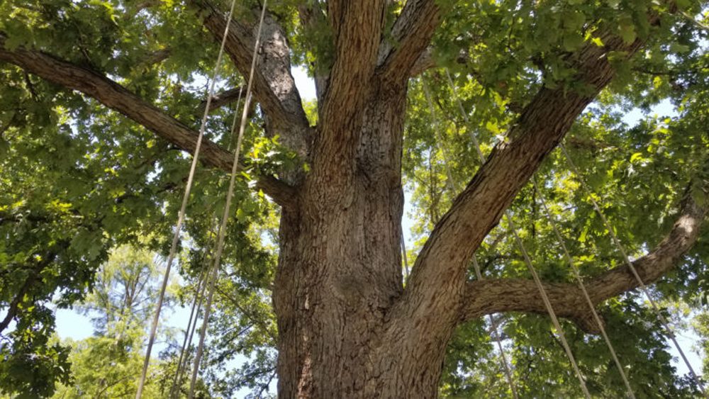 An oak tree at the U.S. National Arboretum set up for a “fun climb” — it’s smaller than the trees used in the competitive climbs. (Carmel Delshad/WAMU)