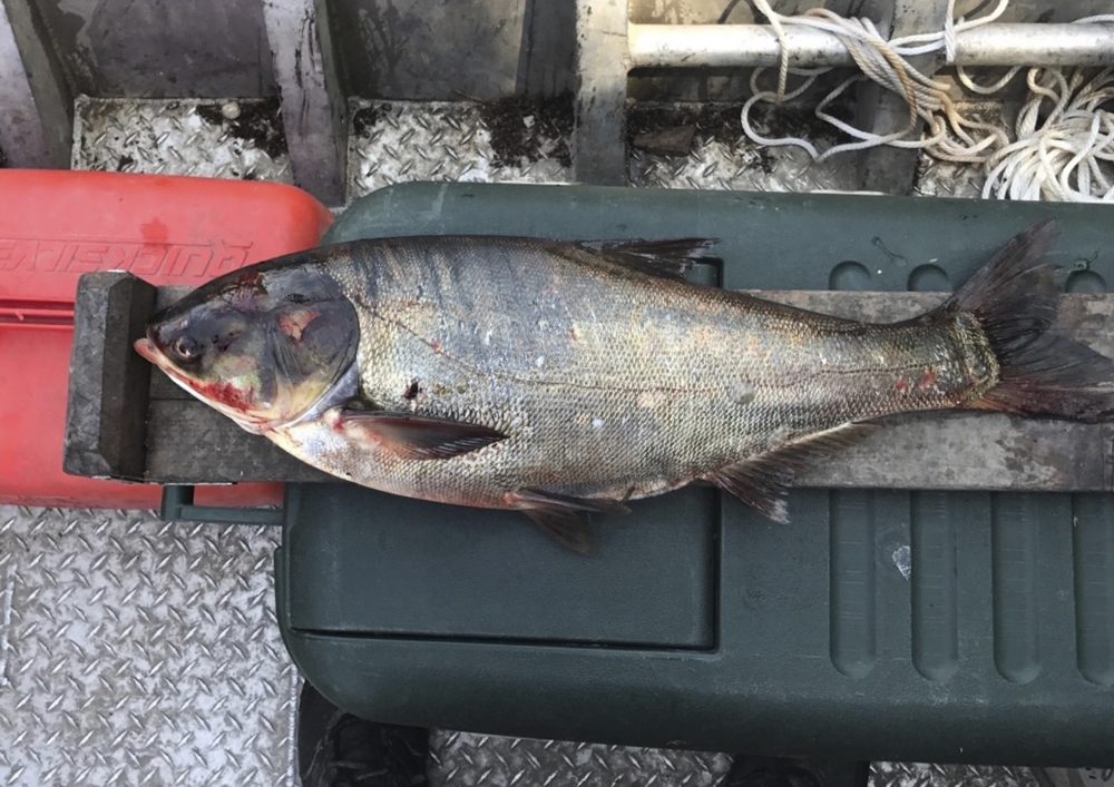 This June 22, 2017, file photo provided by the Illinois Department of Natural Resources shows a silver carp that was caught in the Illinois Waterway below T.J. O'Brien Lock and Dam, approximately nine miles away from Lake Michigan. A two-week search turned up no additional Asian carp in a Chicago waterway where the invasive fish recently was found beyond the electric barrier network designed to prevent them from reaching the Great Lakes, officials said Monday July, 10, 2017. (Illinois Department of Natural Resources via AP, File)