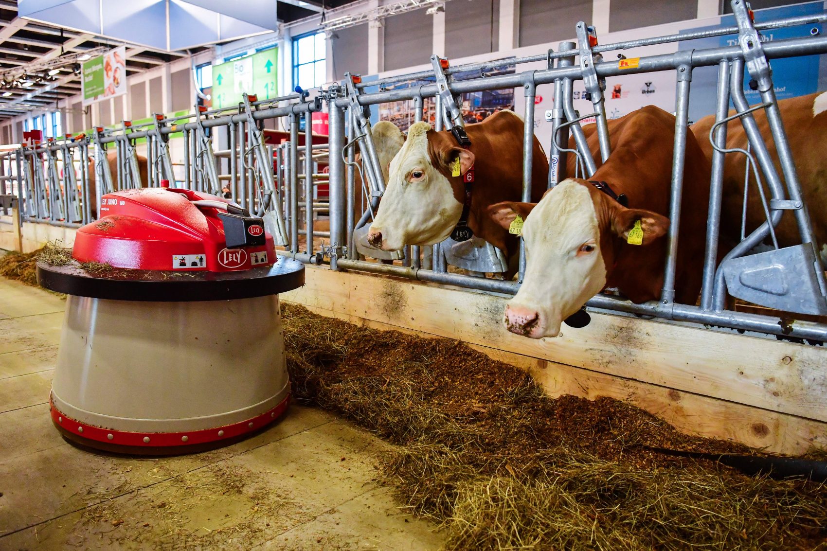A robot automatically sweeps food toward two dairy cows at an &quot;automated farm&quot; exhibit at the International Green Week food and agriculture fair in Berlin on Jan. 19, 2017. (John MacDougall/AFP/Getty Images)