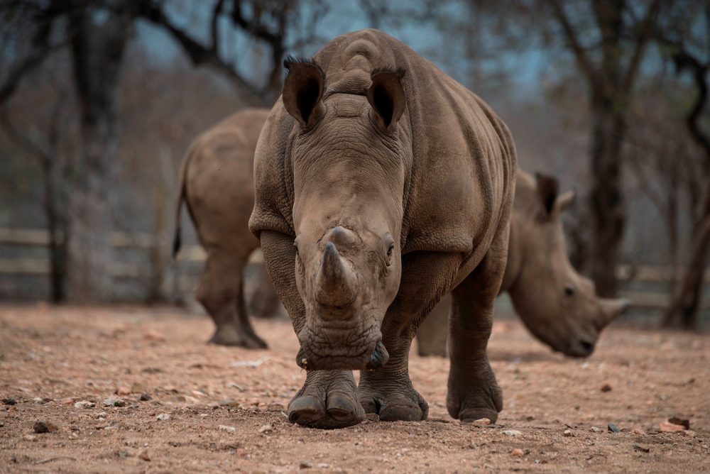 Protected rhinos roam and feed in an enclosed precinct at the Kahya Ndlovu Lodge on Sept. 25, 2016 in Hoedspruit, in the Limpopo province of South Africa. (Mujahid Safodien/AFP/Getty Images)