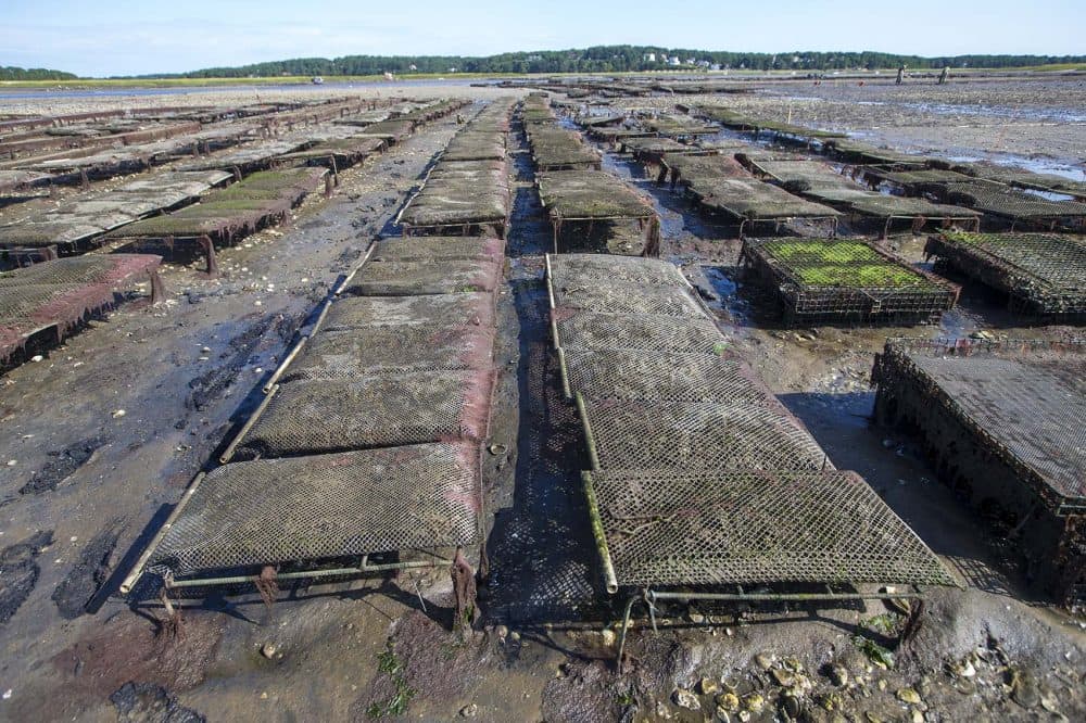 Billingsgate Shellfish oyster beds off of Old Wharf Point. (Jesse Costa/WBUR)