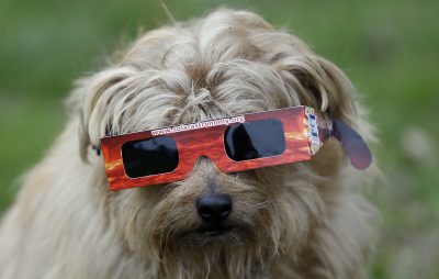 A dog wears solar glasses in preparation to view the eclipse in Regent's Park in London, Friday, March 20, 2015. (Kirsty Wigglesworth/AP)