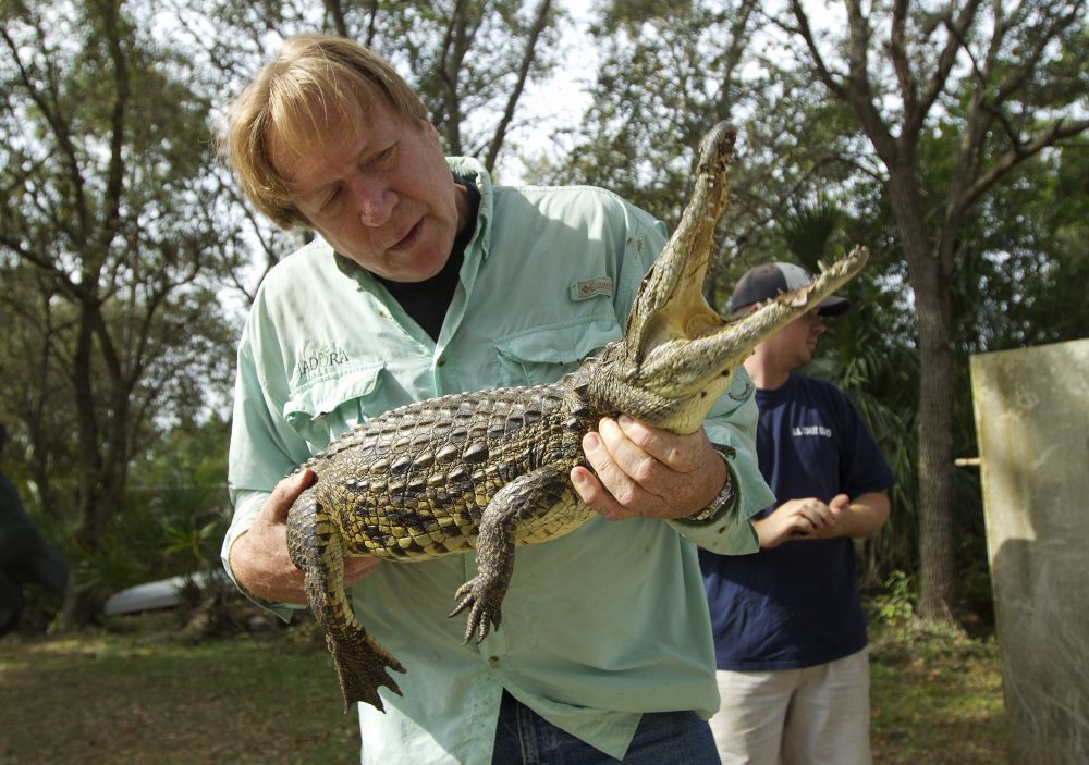 Joe Wasilewski, pictured here in 2012, works with a captured Nile crocodile, caught near his Homestead, Fla., home. Wasilewski survived Hurricane Andrew in 1992, and decided to stay this time around and face Irma. (J Pat Carter/AP)