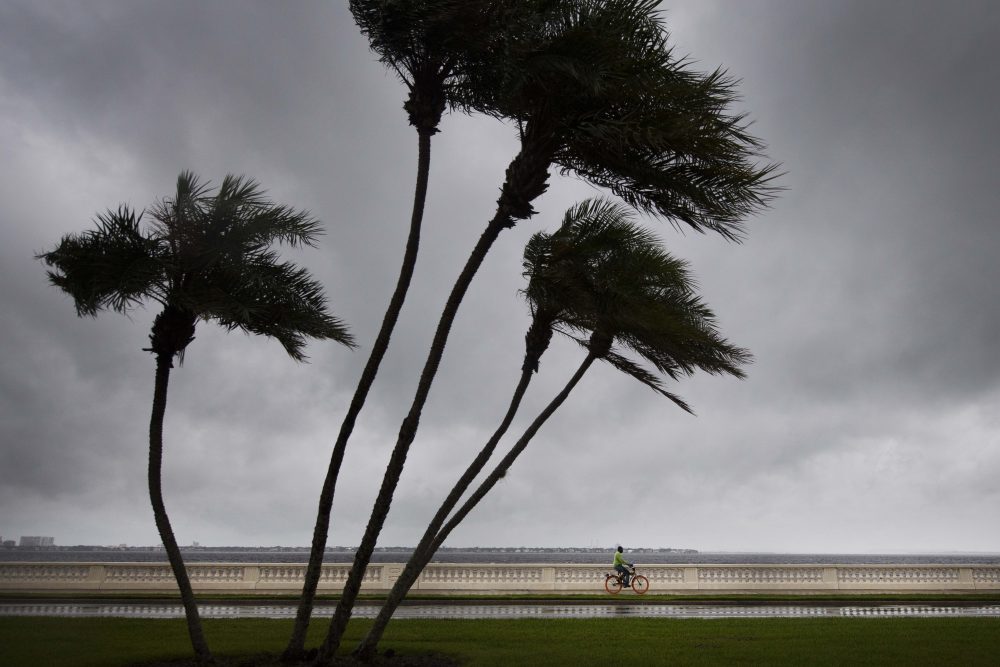 A man rides his bike on Bayshore Boulevard as palm trees begin to feel the wind in Tampa, Fla., on Sept. 10, 2017. (Jim Watson/AFP/Getty Images)