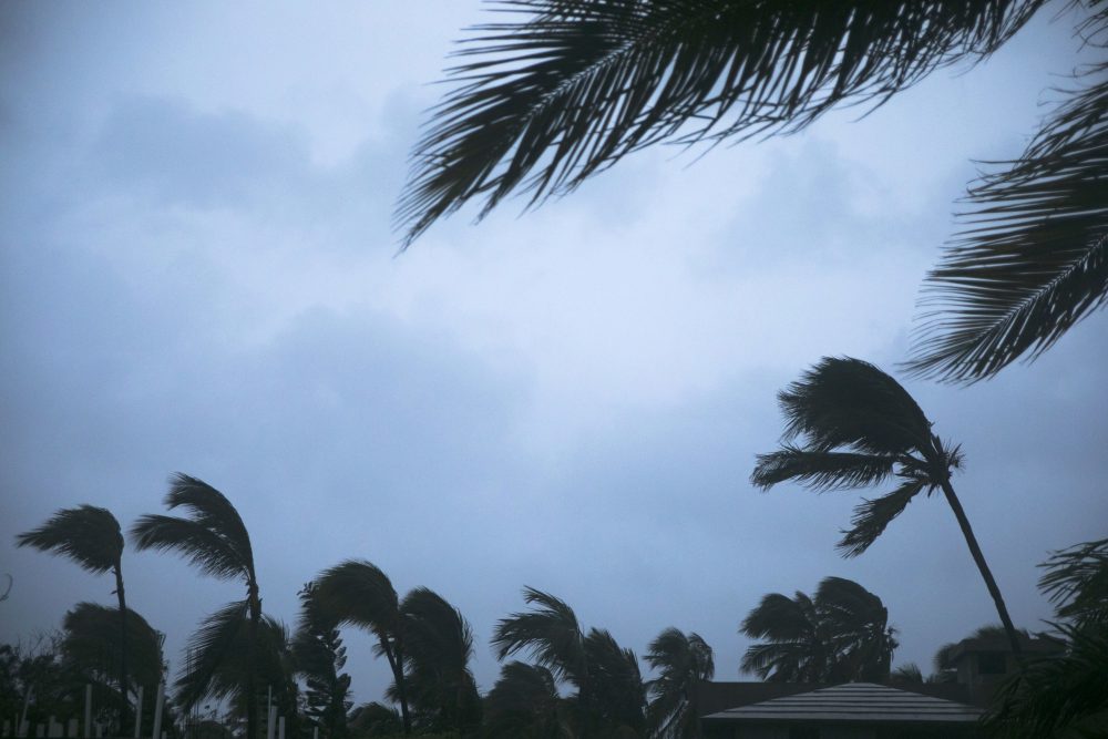 Wind shakes palm trees as Hurricane Maria approaches the coast of Bavaro, Dominican Republic, Wednesday, Sept. 20, 2017. (Tatiana Fernandez/AP)