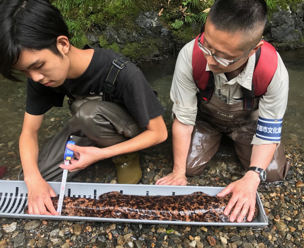 Professor Nishikawa and his assistant Kanto measure a Giant Japanese Salamander in a river outside Kyoto. (Seamus Frawley)
