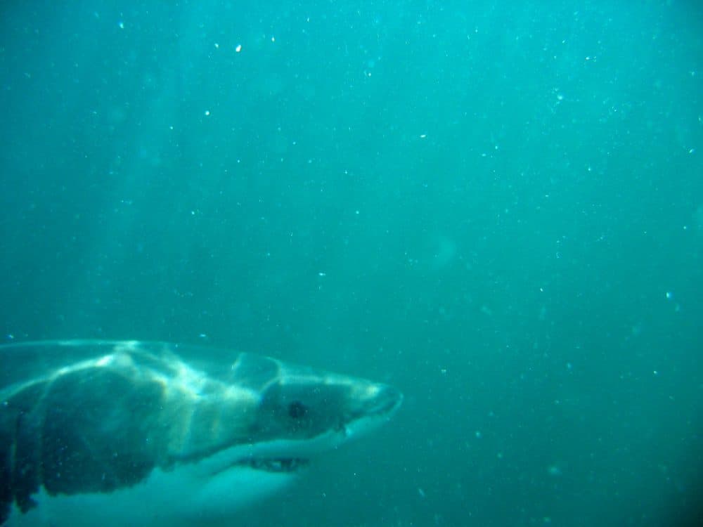 Massachusetts researchers say white sharks appear to venture offshore farther and at greater depths than previously known in the Atlantic. (Manoel Lemos/Flickr)