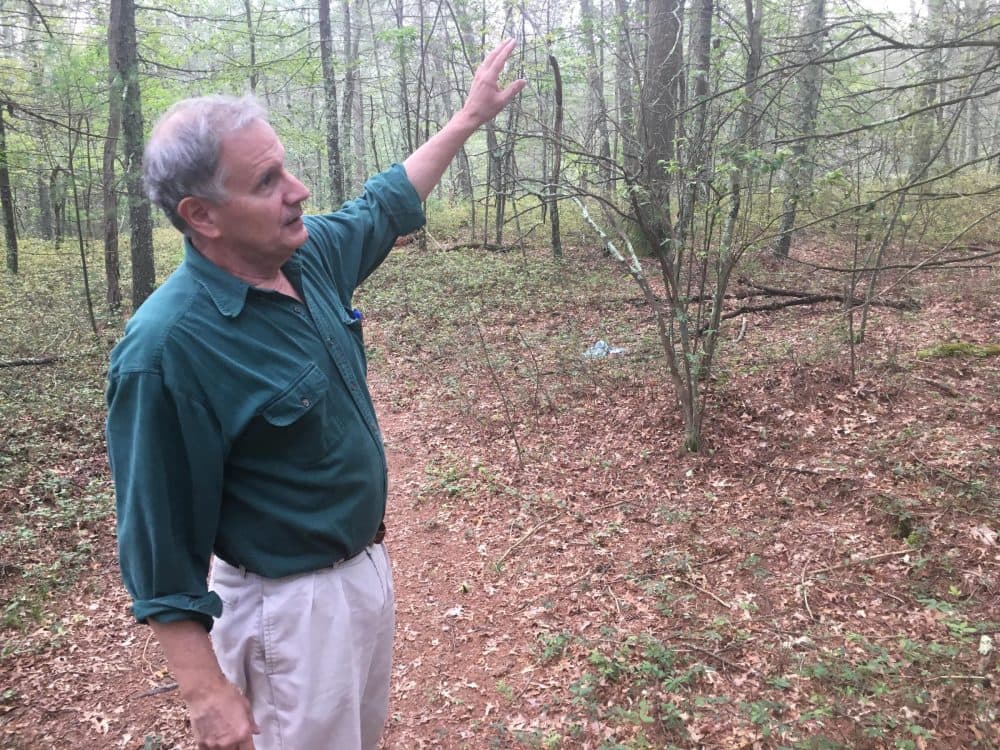Bill Eccleston, self-proclaimed woodsman and former co-chair of Burrillville's first Comprehensive Planning Committee, discusses the habitat and species found in the George Washington Wildlife Management Area on Sept. 5, 2017. (Avory Brookins/RIPR)