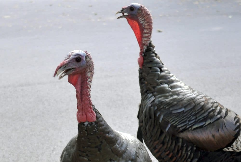 Wild turkeys are increasingly coming into conflict with humans who say they ravage gardens, damage cars and attack people. (Collin Binkley/AP)