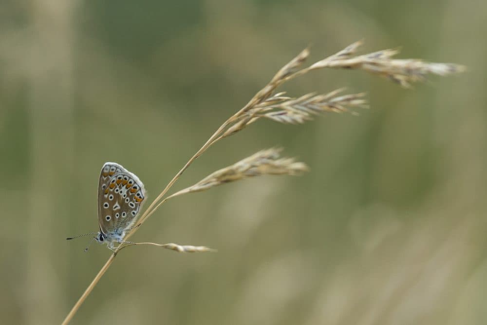 An Adonis blue butterfly rests in the long grass in Ladywell Park on July 21, 2014 in London. (Dan Kitwood/Getty Images)