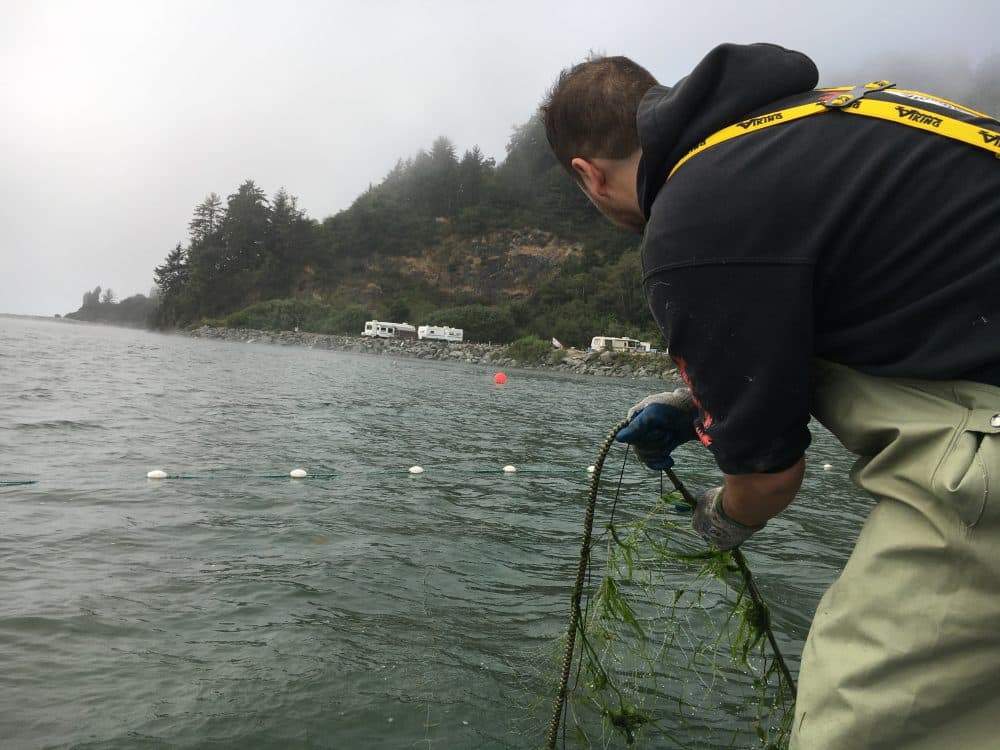 Jerome Nick Jr. of the Yurok Tribal Fisheries Department checks a net set a couple hours earlier. “No fish.” (Lisa Morehouse/KQED)