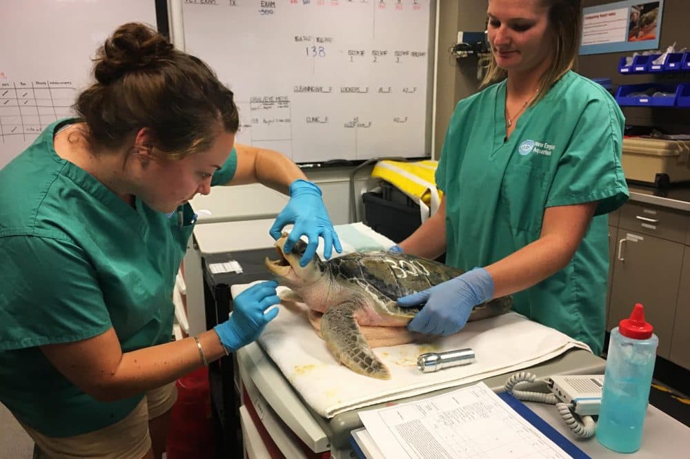 Volunteer Lydia McDonald checks the jaw of a Kemp's Ridley sea turtle as volunteer Ally Chadwick gently grips its sides. This routine is a part of the turtle's physical exams.. (Avory Brookins/RIPR)