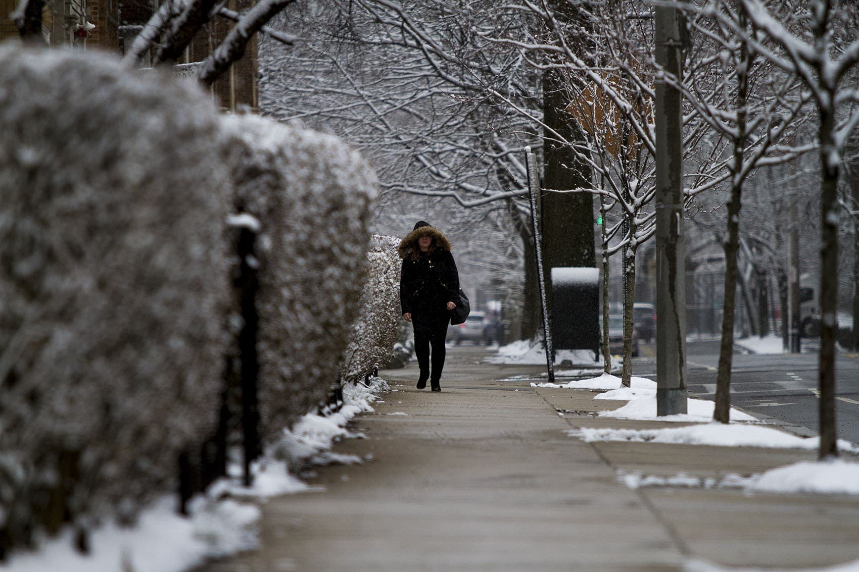 A woman walks down St. Paul Street in Brookline during snowfall on March 10, 2016. (Jesse Costa/WBUR)